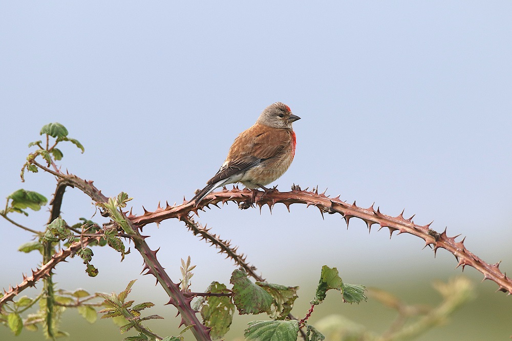 Linotte mélodieuse